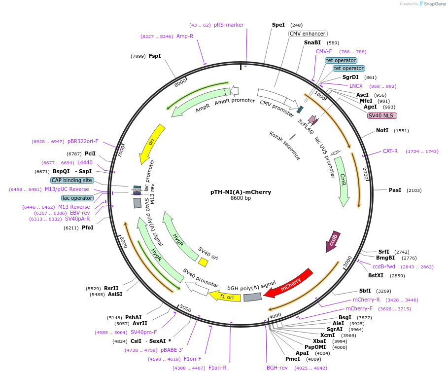 49626-plasmid-map-sequence-id-74762