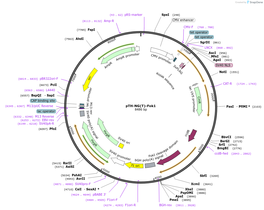 49631-plasmid-map-sequence-id-74767