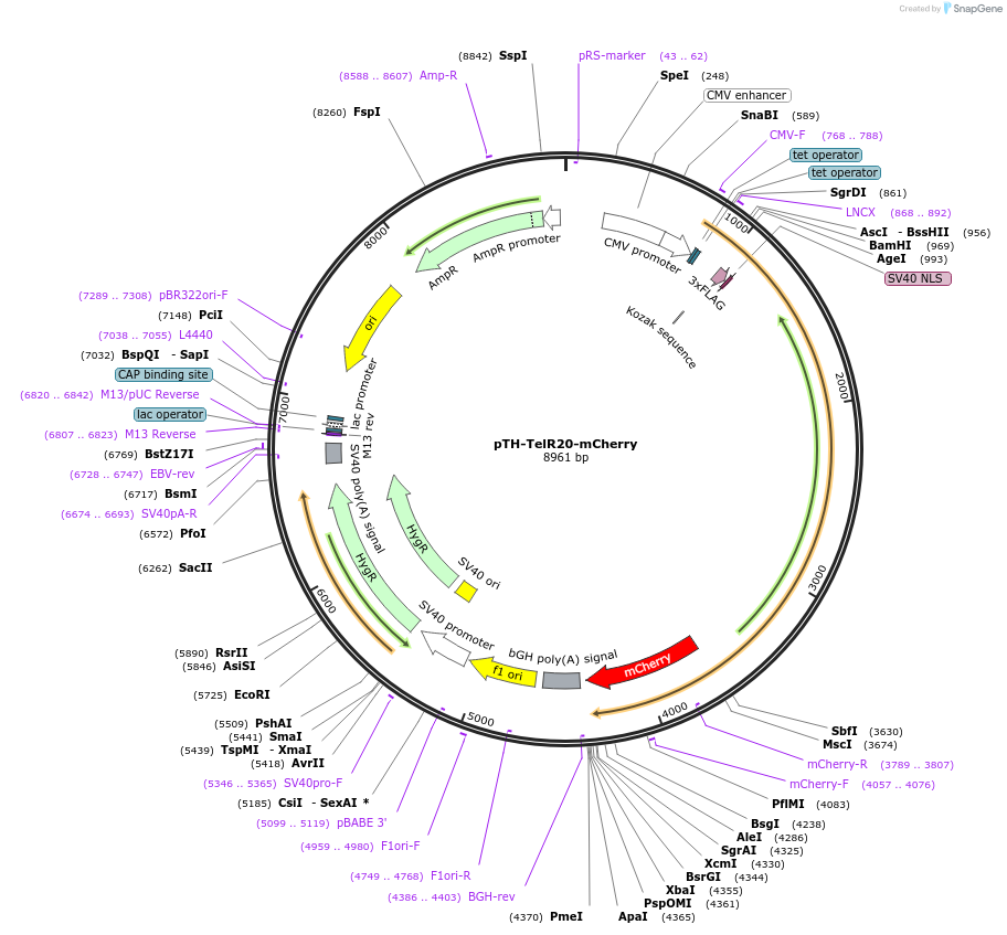 49637-plasmid-map-sequence-id-74773