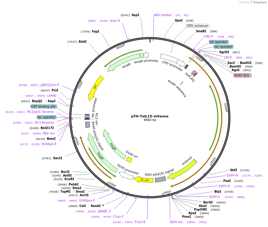 49638-plasmid-map-sequence-id-74774