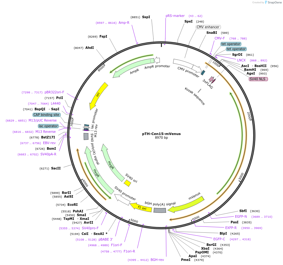49642-plasmid-map-sequence-id-74781