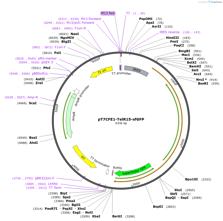49645-plasmid-map-sequence-id-74784