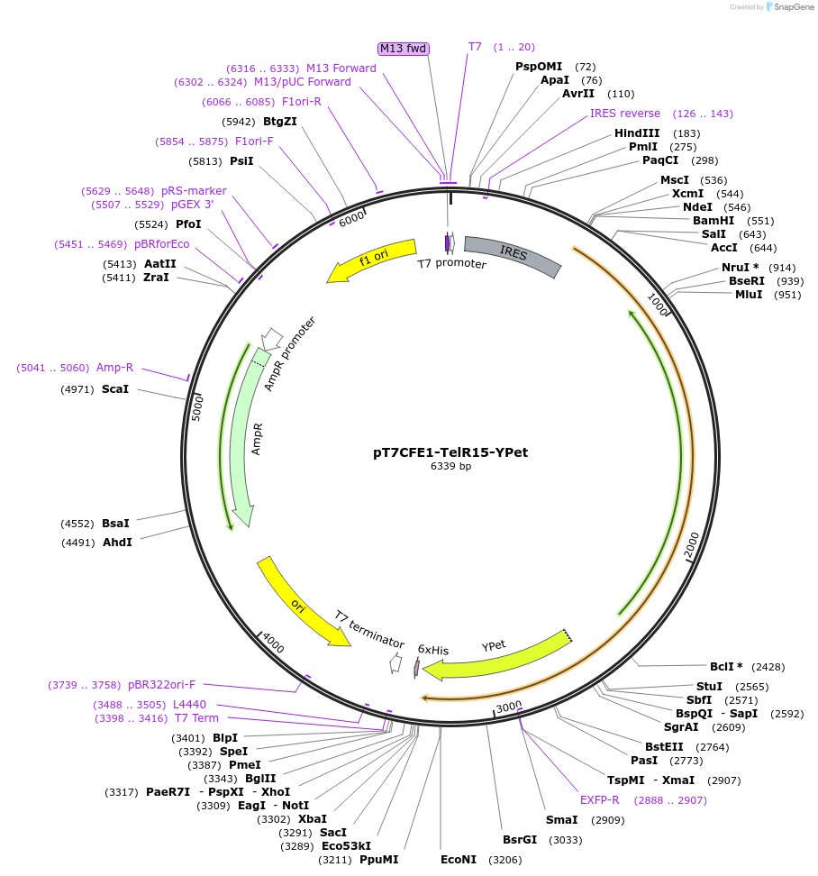 49646-plasmid-map-sequence-id-74785