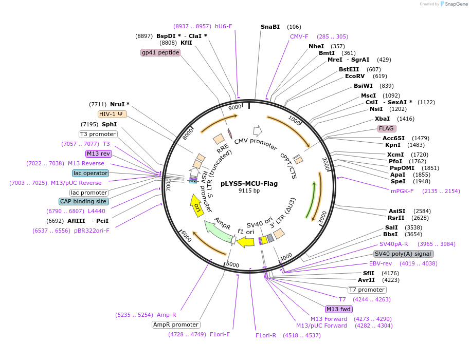 50054-plasmid-map-sequence-id-74794