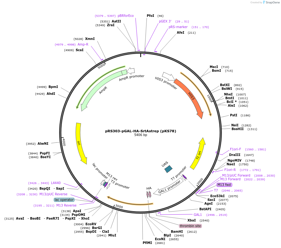 50029-plasmid-map-sequence-id-74803
