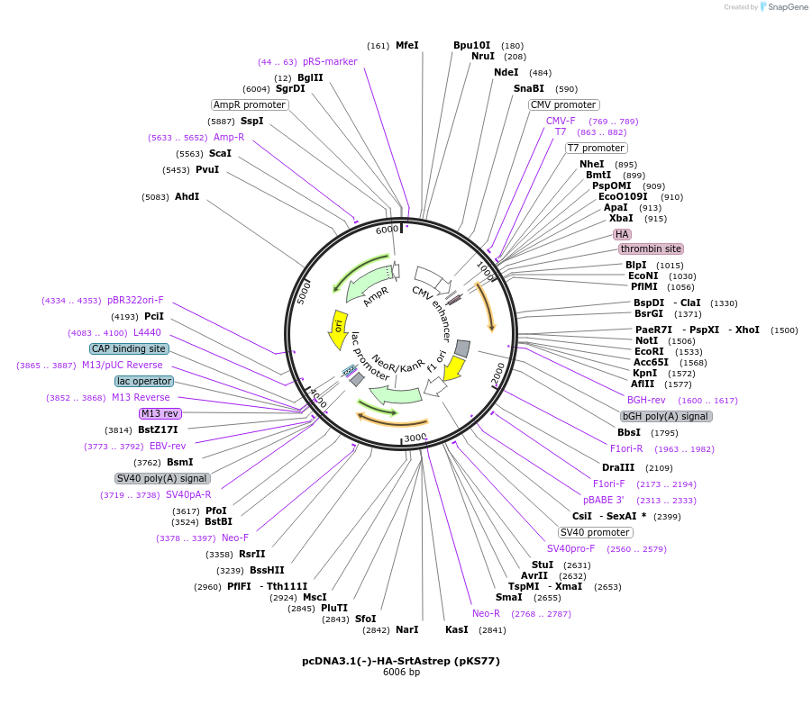 74804_map