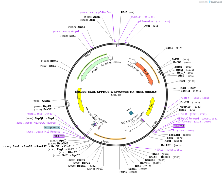 50032-plasmid-map-sequence-id-74806