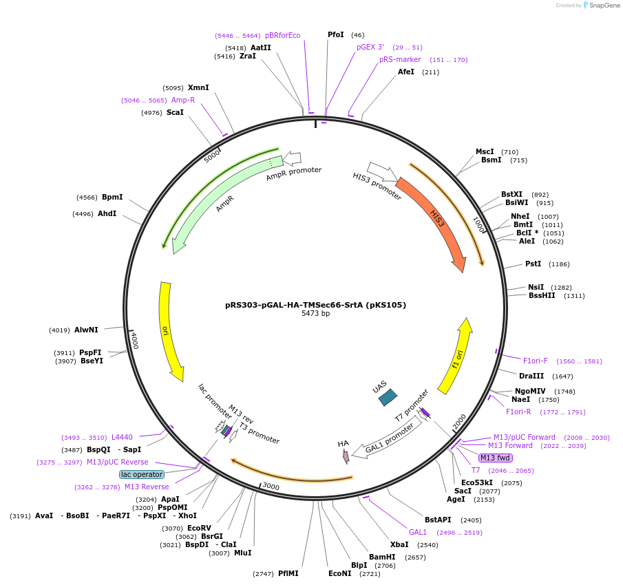 50033-plasmid-map-sequence-id-74807