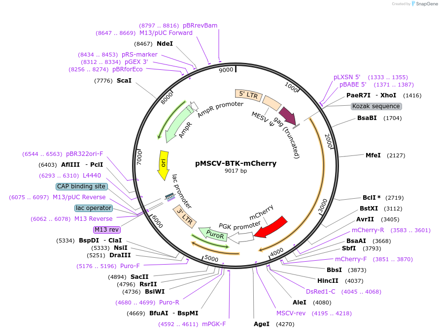 50043-plasmid-map-sequence-id-74808