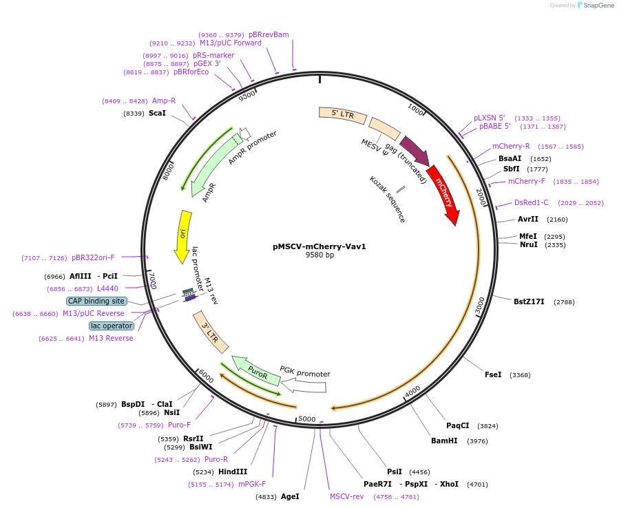 74809_map