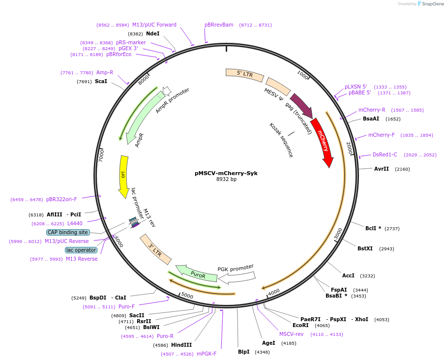 50045-plasmid-map-sequence-id-74810