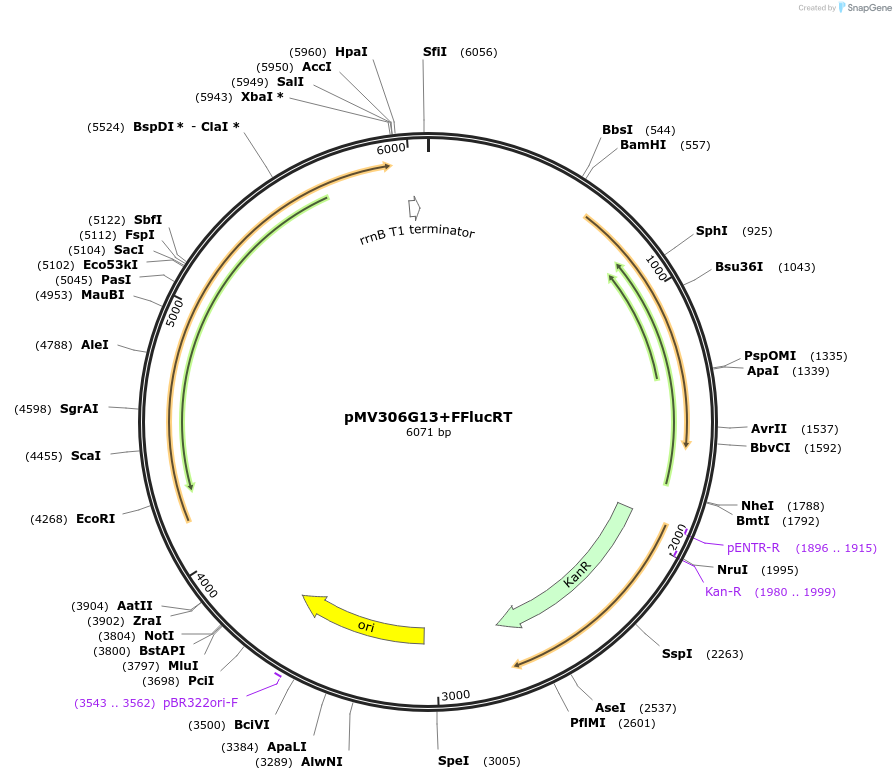 49997-plasmid-map-sequence-id-74811
