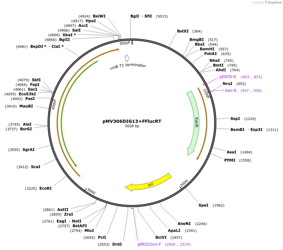 49998-plasmid-map-sequence-id-74812