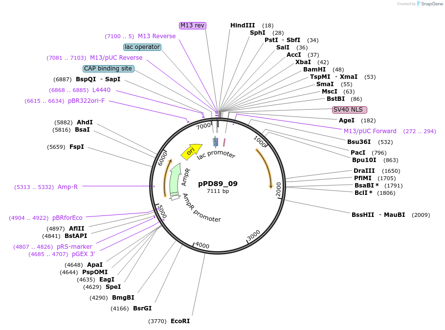 1464-plasmid-map-sequence-id-75