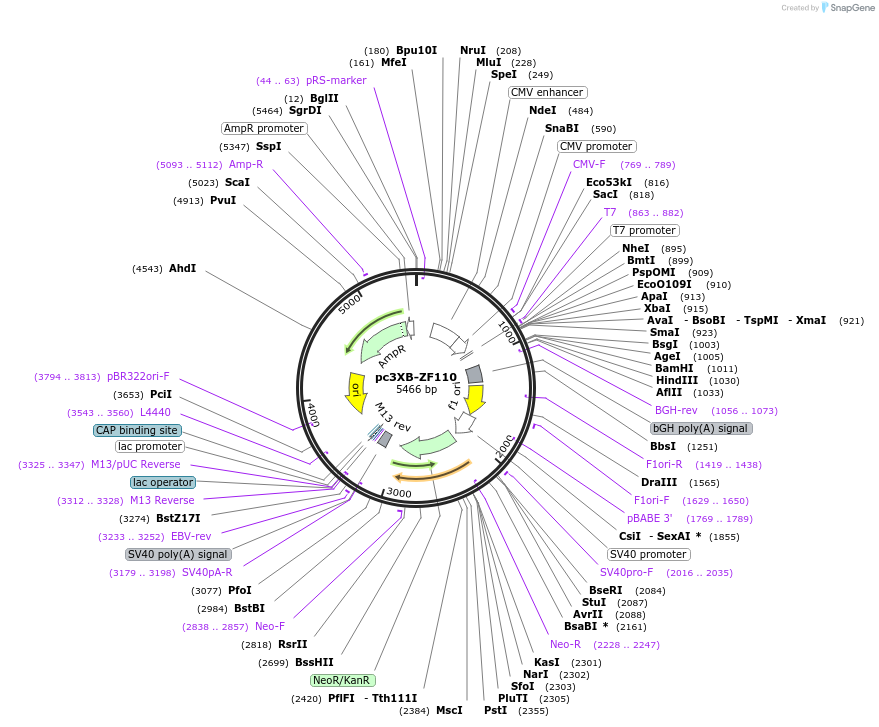 13160-plasmid-map-sequence-id-7509