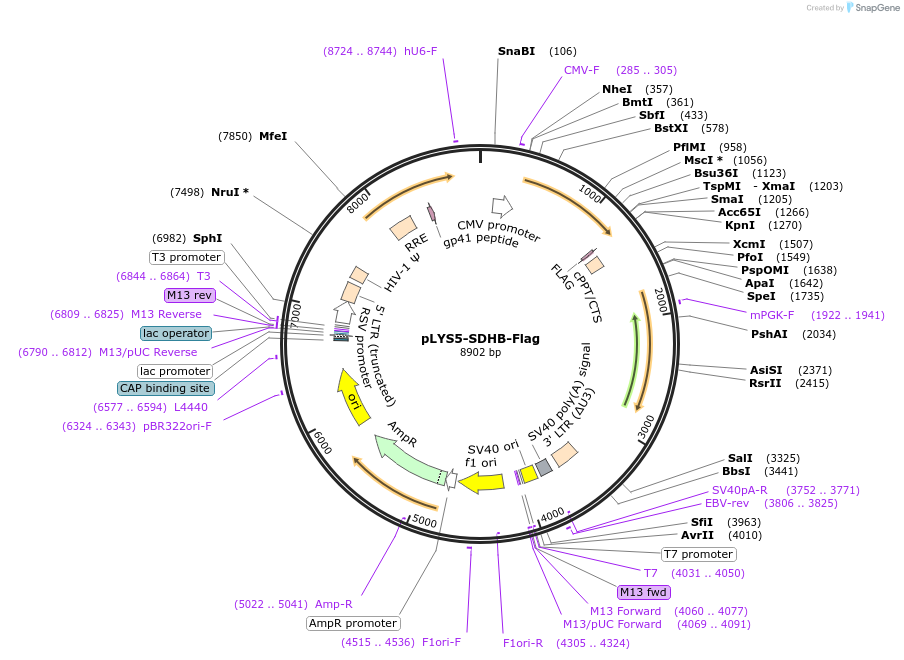 50055-plasmid-map-sequence-id-75126