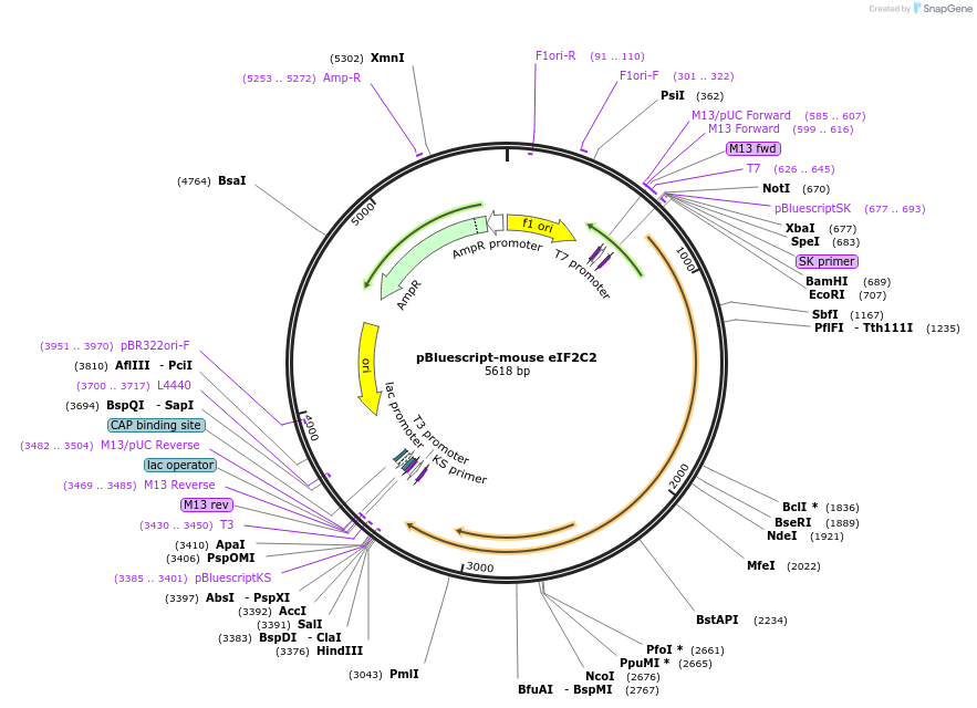 50354-plasmid-map-sequence-id-75139