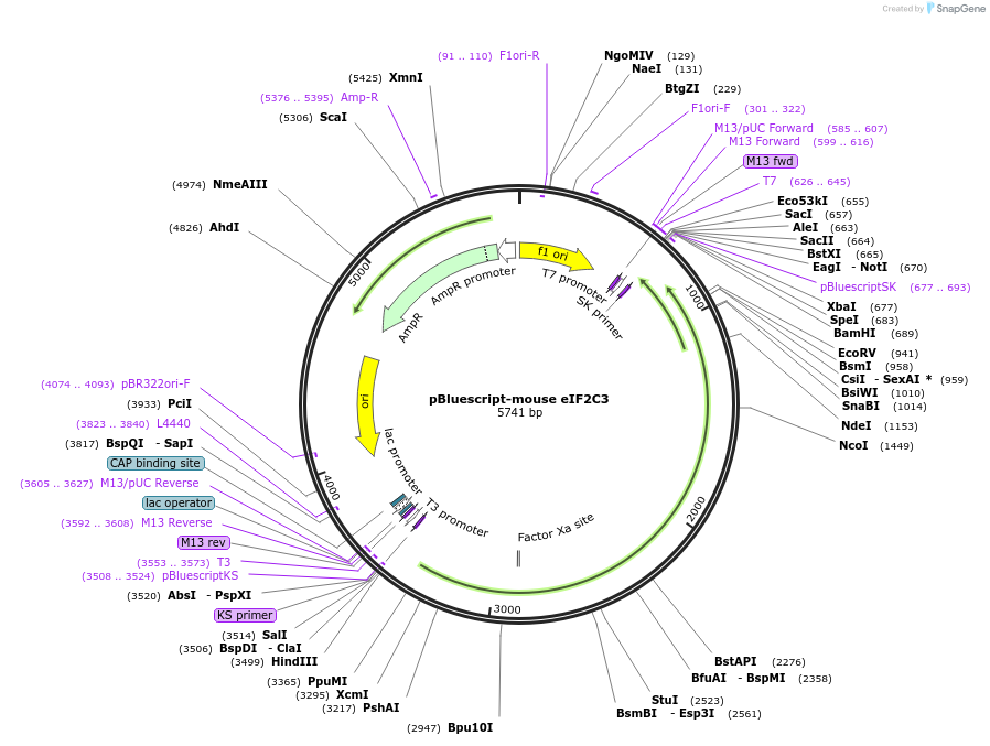 50355-plasmid-map-sequence-id-75141