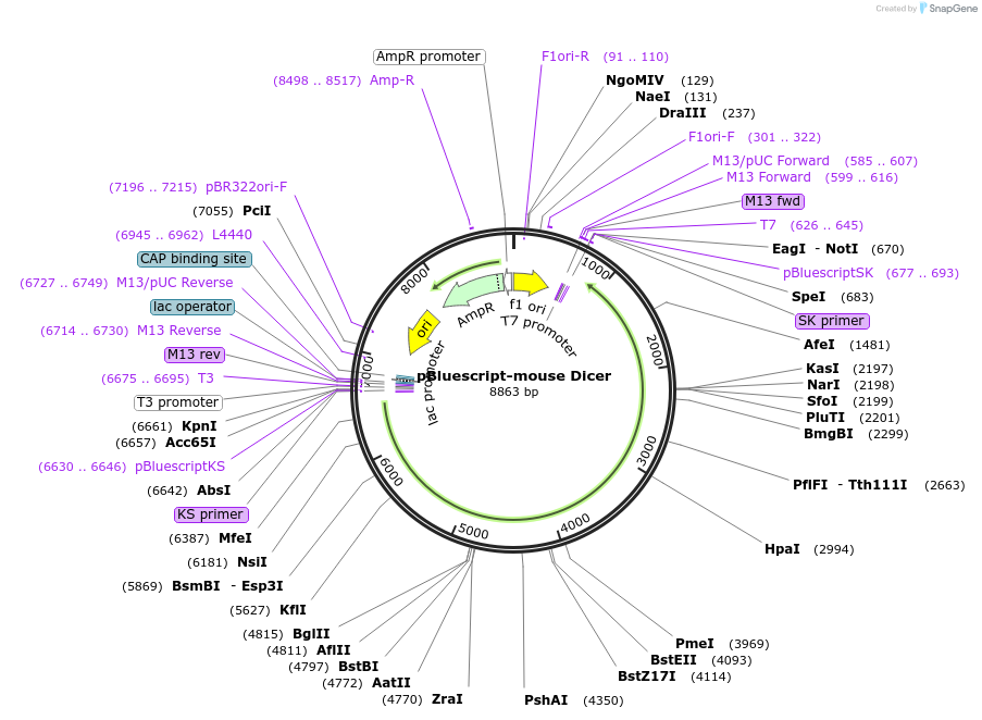 50357-plasmid-map-sequence-id-75144