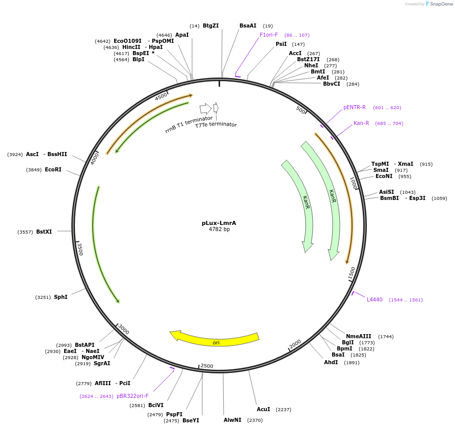 49375-plasmid-map-sequence-id-75155