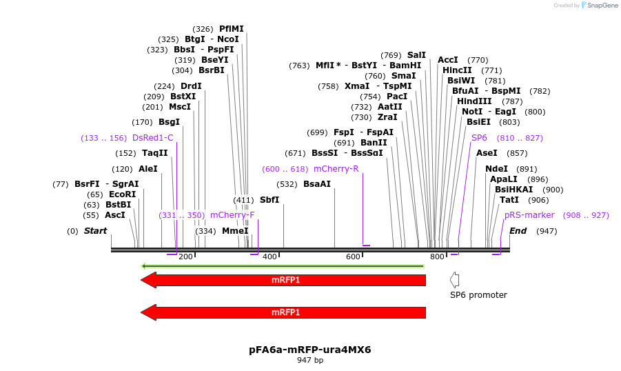 75156_map
