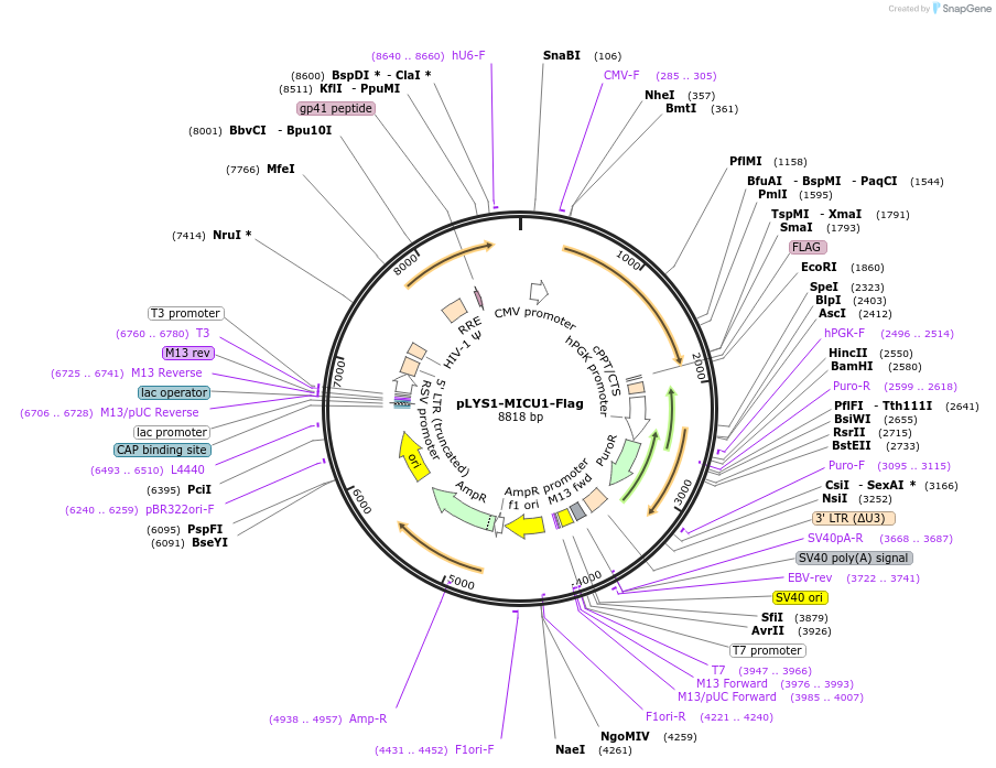 50058-plasmid-map-sequence-id-75165