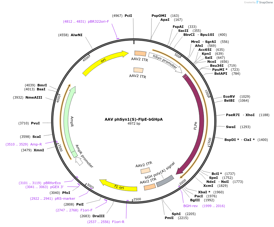 50364-plasmid-map-sequence-id-75168