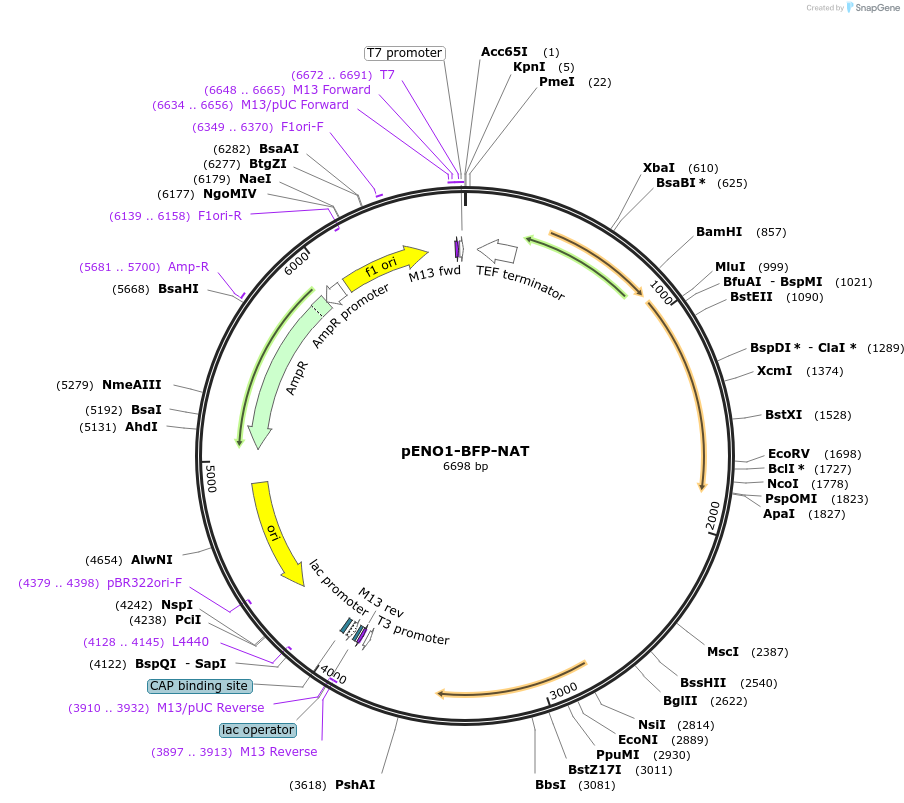 50046-plasmid-map-sequence-id-75200