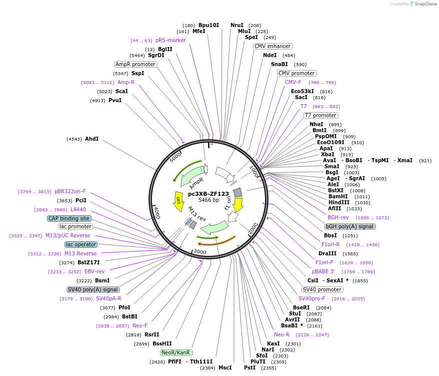 13173-plasmid-map-sequence-id-7522