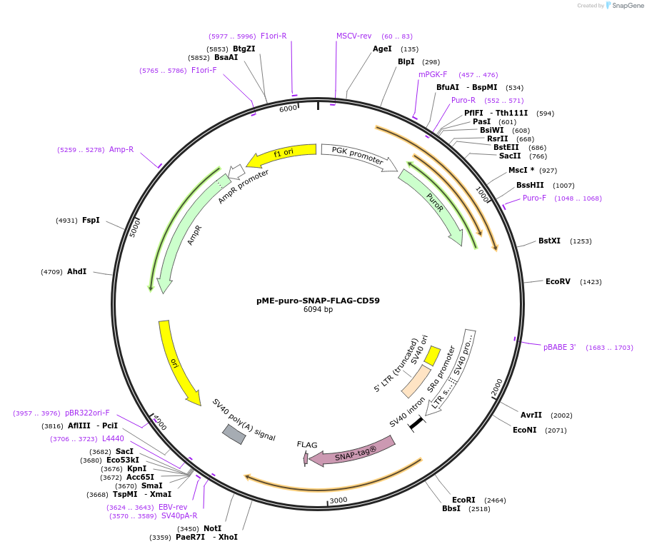 50374-plasmid-map-sequence-id-75240