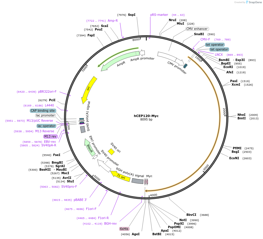 50381-plasmid-map-sequence-id-75277