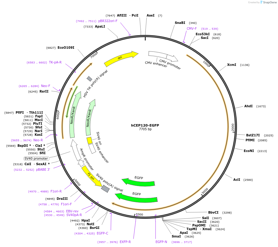 50382-plasmid-map-sequence-id-75278
