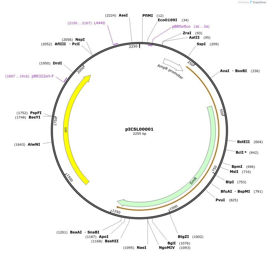 50346-plasmid-map-sequence-id-75281