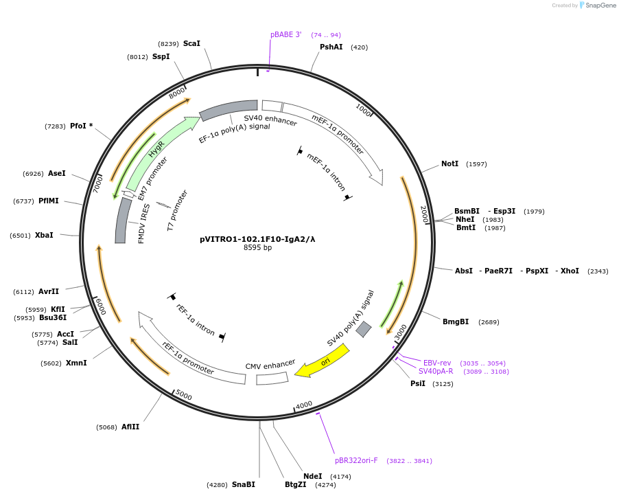 50371-plasmid-map-sequence-id-75288
