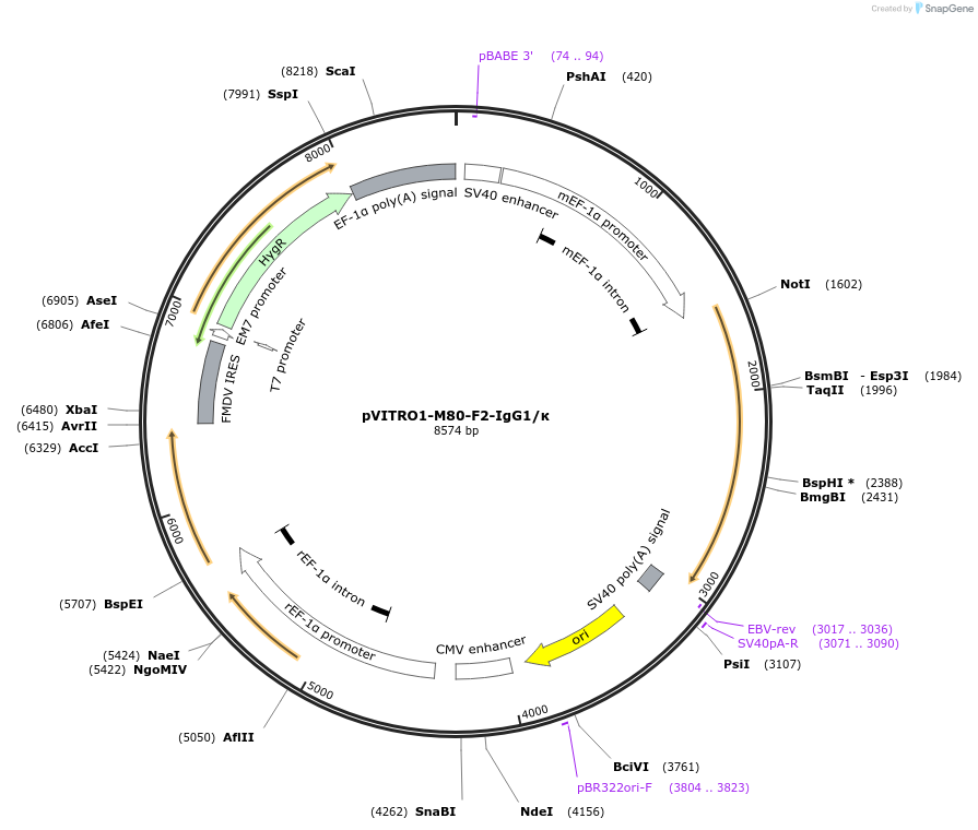 50383-plasmid-map-sequence-id-75289