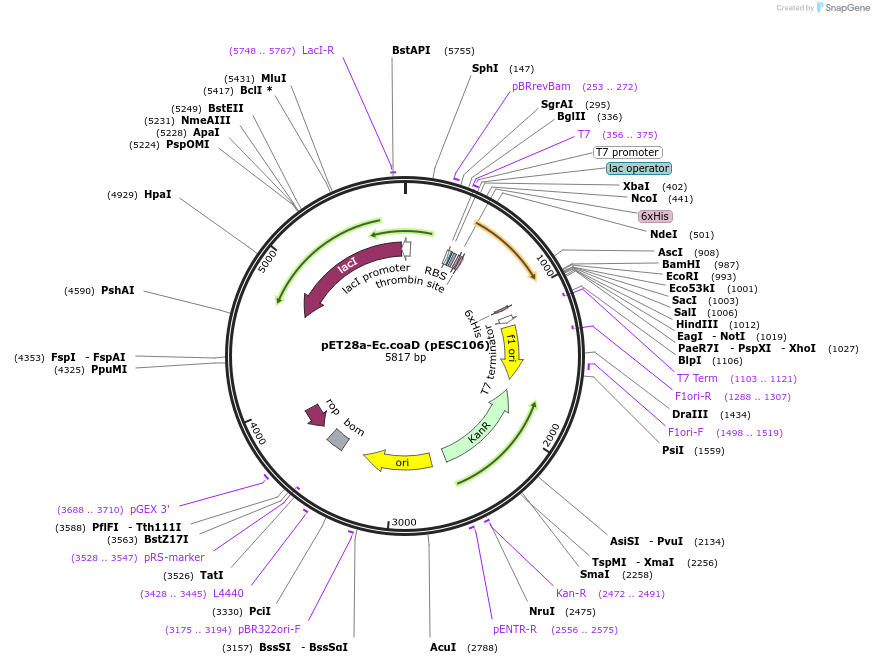 50388-plasmid-map-sequence-id-75332