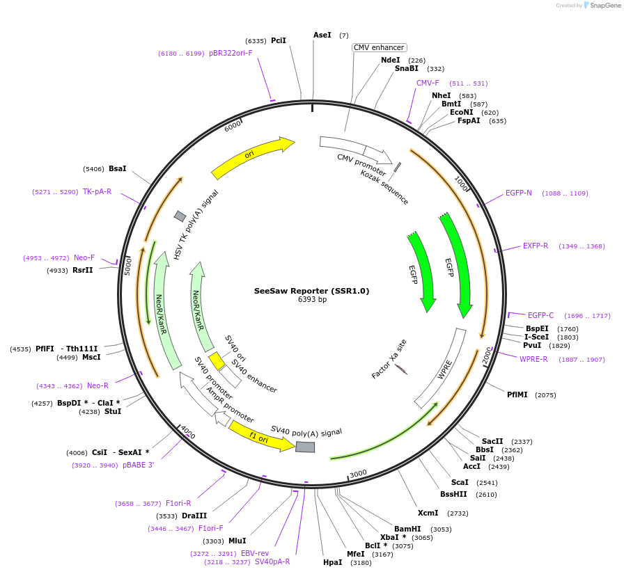 50392-plasmid-map-sequence-id-75335