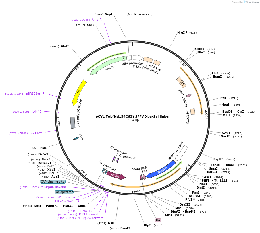 50420-plasmid-map-sequence-id-75338
