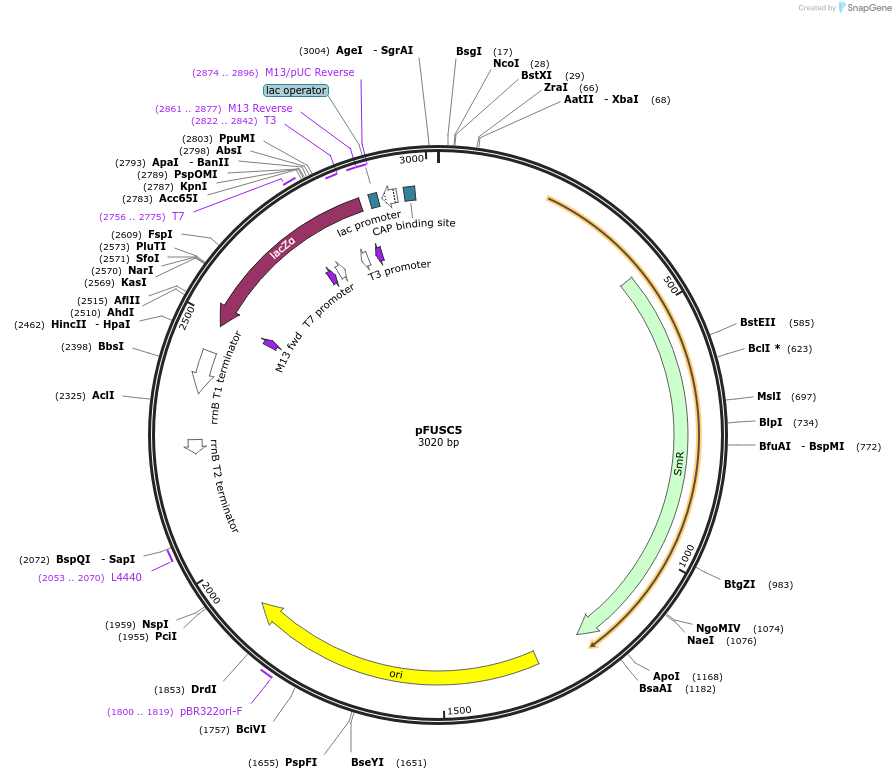 50425-plasmid-map-sequence-id-75343
