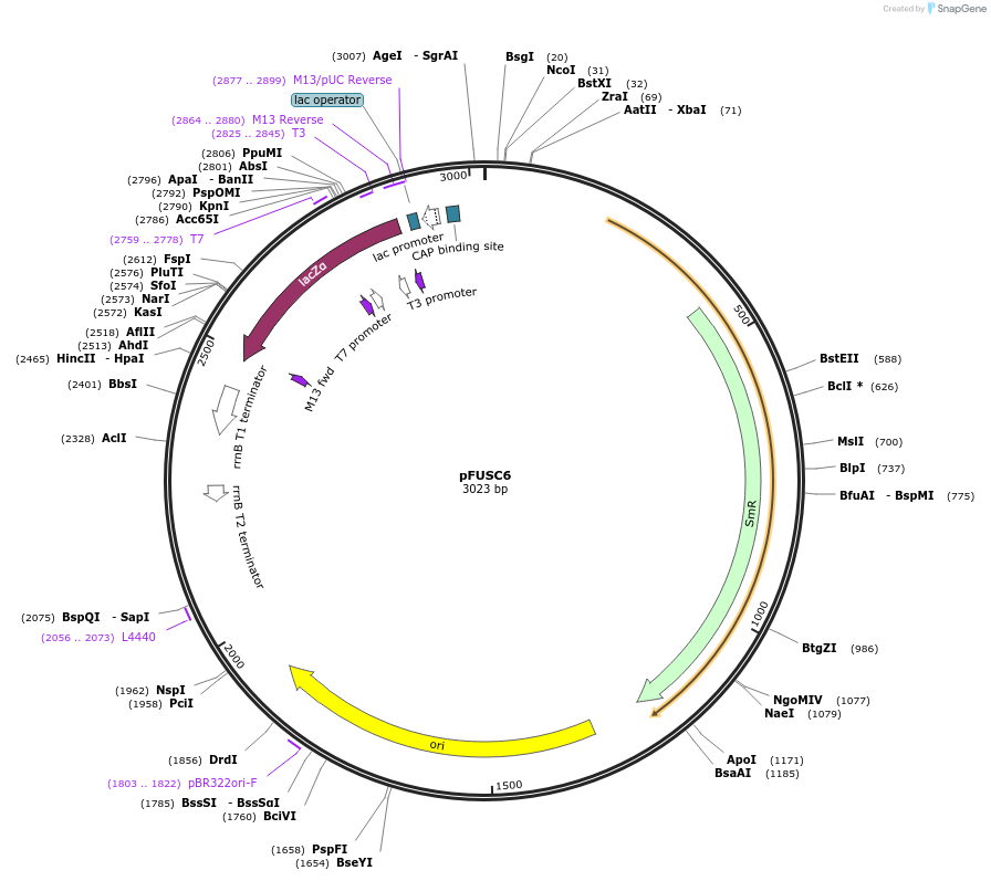 50426-plasmid-map-sequence-id-75344