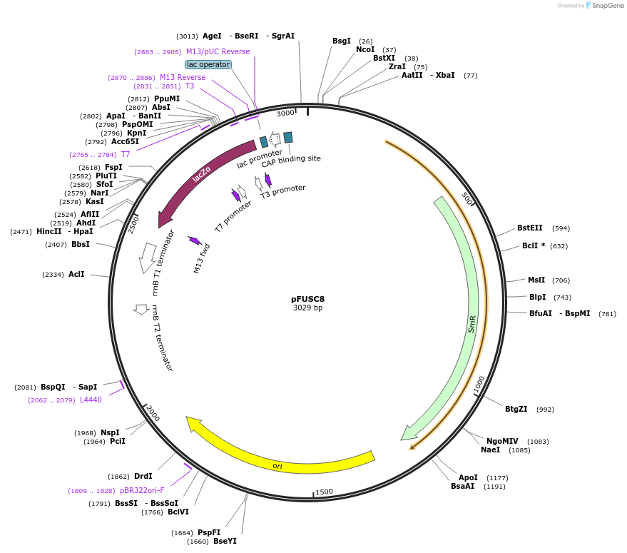 50428-plasmid-map-sequence-id-75346
