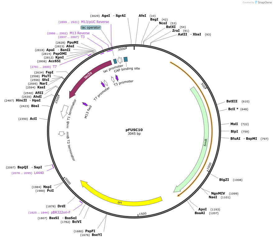 50430-plasmid-map-sequence-id-75348