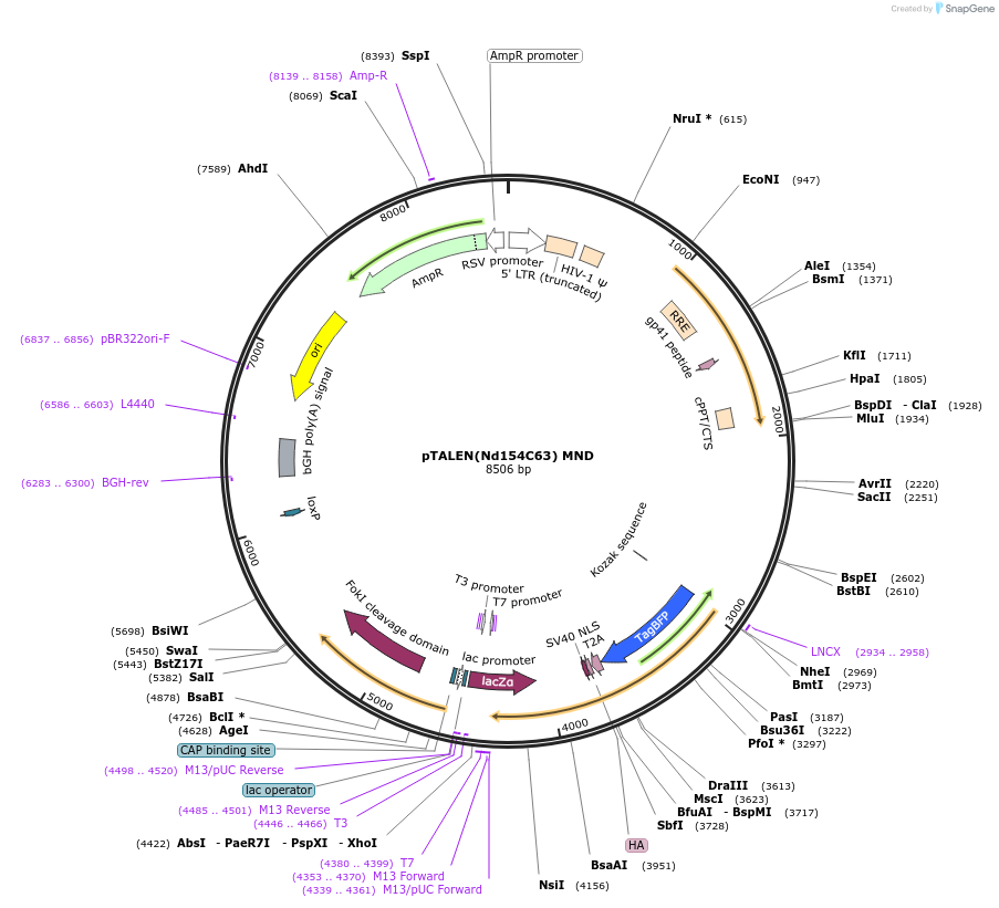 50432-plasmid-map-sequence-id-75353