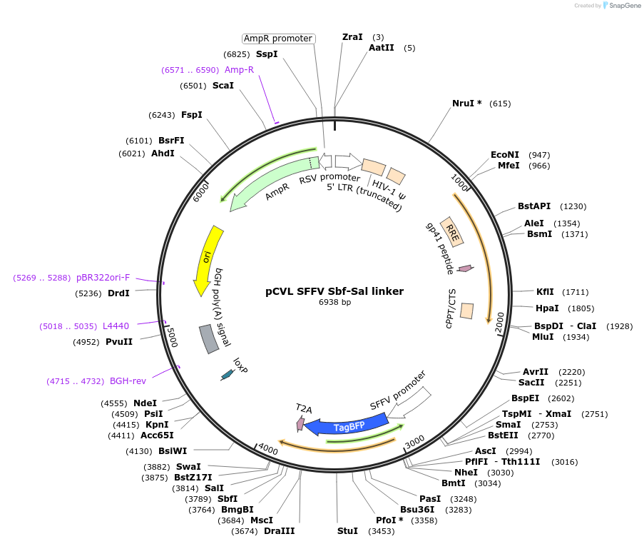 50434-plasmid-map-sequence-id-75355