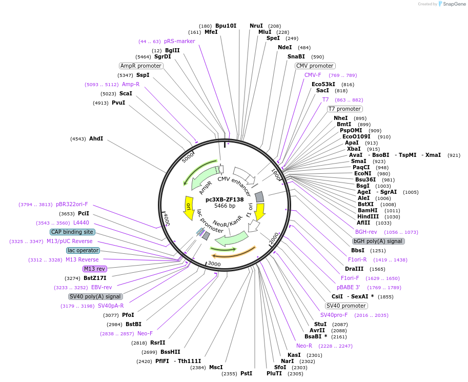 13188-plasmid-map-sequence-id-7537