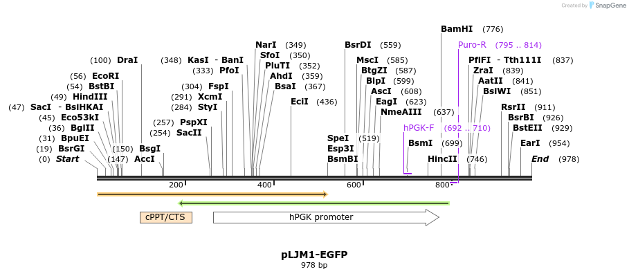 75377_map