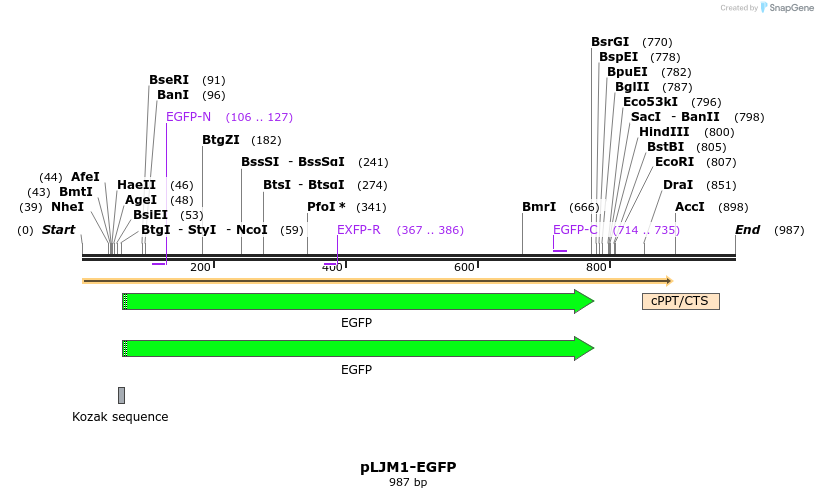 75378_map