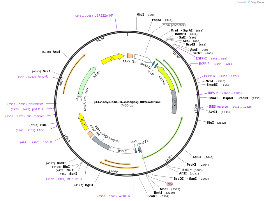 50456-plasmid-map-sequence-id-75403