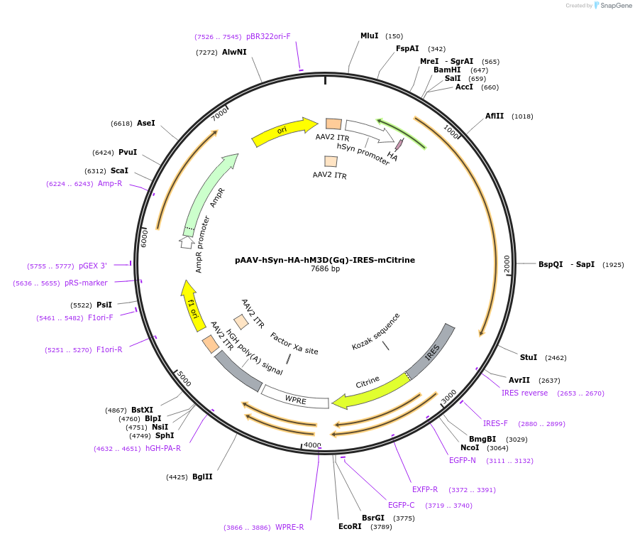 50463-plasmid-map-sequence-id-75416