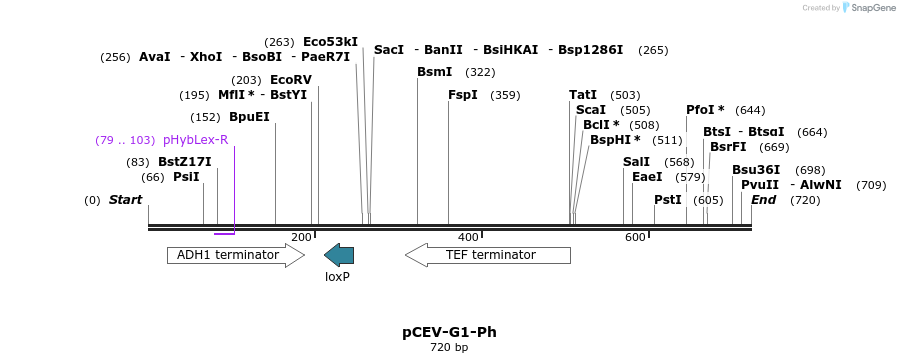 75431_map